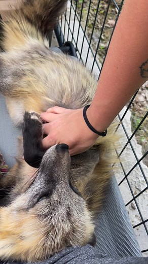 5.9K views · 166 reactions | Oh squeaky little milo fox is getting into his sleek summer coat! Most people love the fluffy winter foxes best, but I personally adore the look of lanky summer foxes.  what do you think is cuter? | Clevyr Creatures Fox Sanctuary | Facebook