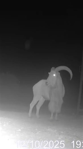 Aoudad Hunting at AGO