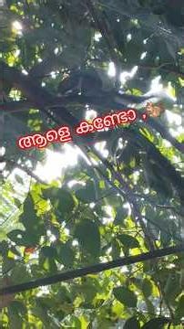 കാണുന്നുണ്ടോ ❤️🐿️ #shortsfeed #comedy #foryou #ownvoice #vlog #nature #fypシ #ytshorts #squirrel #yt