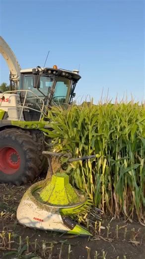 Voici ce qu’ils font… Une master class en production de fourrage ! #ElevageBurkina #ProductionFourragère #AgroPastoral Bio Farm Area Bio Farm Area | Bio Farm Area