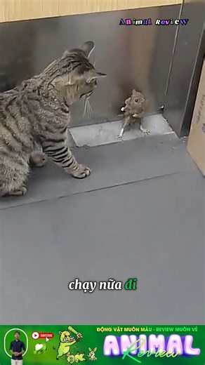 Mèo và chuột phiên bản ngoài đời thật #animals