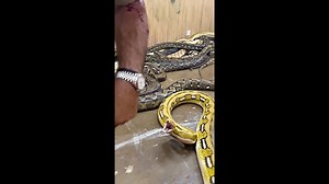GIANT WHITE PYTHON ON THE ATTACK?