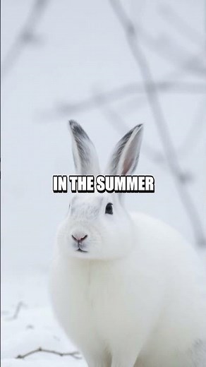 Life Cycle of the Snowshoe Hare