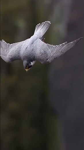 In a controlled dive, the peregrine falcon can reach speeds upwards of 350 kilometres per hour!