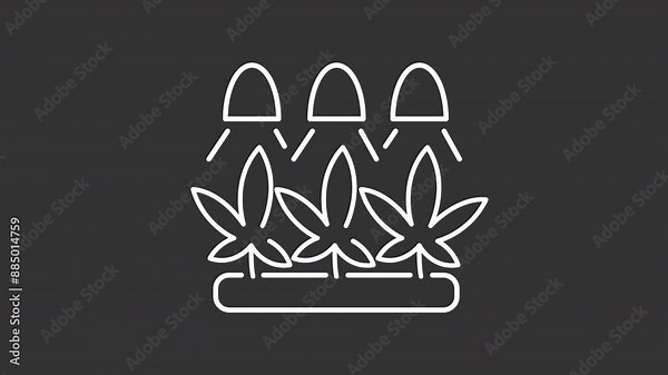 Cannabis farm white line animation. Marijuana cultivation animated icon. Moving weed, floating. Hemp plantation. Isolated illustration on dark background. Transition alpha video. Motion graphic