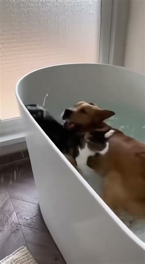 Funny Dog Antics and Cat's Water Escape Compilation