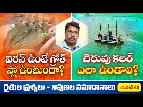 Shrimp Farming Guide: Does Iron Slow Growth? | Ideal Pond Color Explained