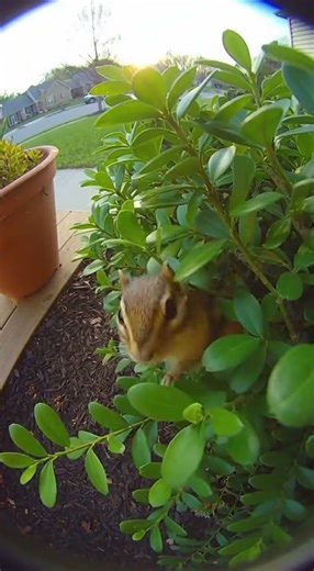 Curious Luna vs. Clever Chippy on the Porch