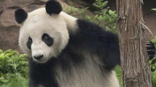 New giant pandas explore new habitat at San Diego Zoo