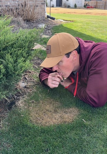 Understanding Dog Pee vs. Frost on Your Lawn