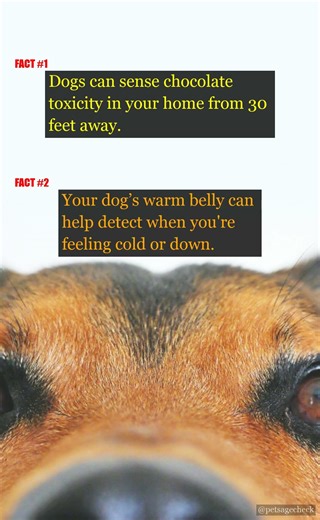 🐶 Fascinating Dog Facts You Didn't Know! | PetAgeCheck