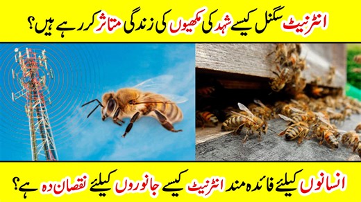 How 5G Internet Signals Disturb Honey Bees Did you know that the rapid expansion of 5G technology might be causing harm to honey bees? 🐝📡 In this video, we explore how electromagnetic waves from 5G networks could impact bee navigation, communication, and survival. Losing honey bees means more than just fewer flowers—it threatens our entire food system! Watch to learn the science behind the concern and what we can do to protect these essential pollinators. #5G #HoneyBees #SaveTheBees #BeeDeclin