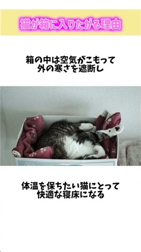 猫が箱に入りたがる理由