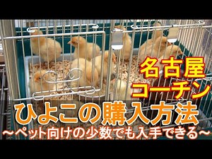 名古屋コーチンの入手～ペット向け少数でも雌鶏と雄鶏のヒヨコを愛知県から購入する方法～