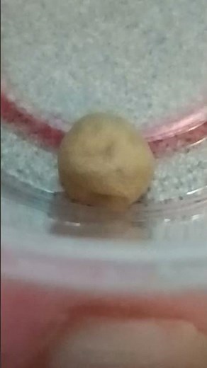 20th Day Black Widow Spider Egg Sac- Tree House