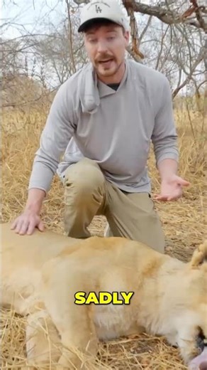 Lion's Life-Saving Surgery! 🦁🤯 You Won't Believe This!