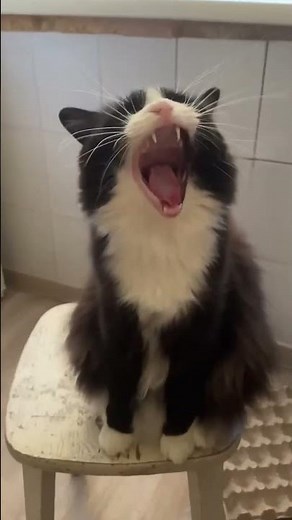 Funny Cats and Dogs Compilation #20