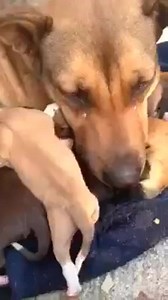 5.4K views · 83 reactions | This is a reaction of a dog after being rescued with her pup | Funny Pranks | Facebook