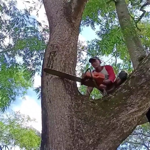 138K views · 1.3K reactions | Amazing skill man cutting a big tree ,look awesome skill | Making Video | Facebook