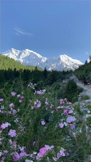 This Place Deserves to Go Viral ❤️🏔️ | Fairy Meadows, Pakistan 🇵🇰 #Shorts