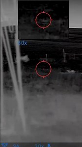 300-Yard Coyote Turns Deadly Fast… Rush’s Call Brings Him Right In