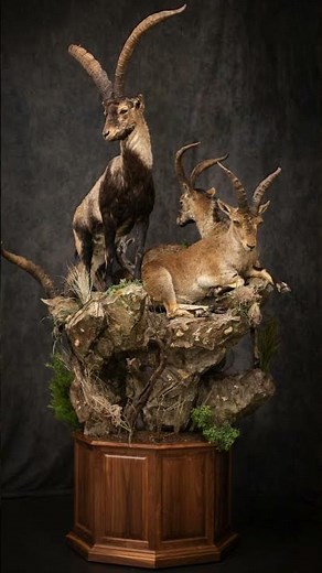 4 Spanish Ibex - Which Do You Choose?