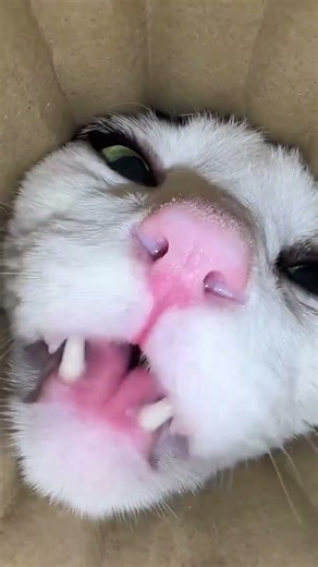 Sunday vibes 🎊 #phonk #music #anime #animeedit #song #cat #aquaticpets #funnyanimals #cats #cat