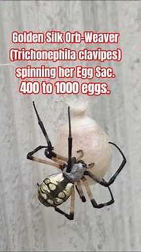 Golden Silk Orb-Weaver (Trichonephila clavipes) spinning her Egg Sac. #orbweaver #nature #spider