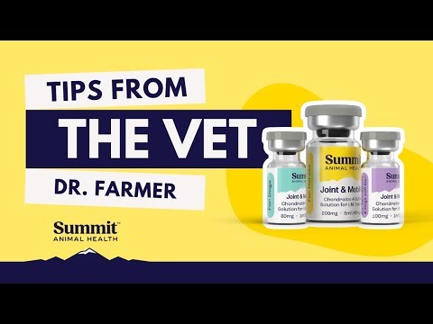 How to Administer Joint & Mobility Injections in Horses | Tips from Vets