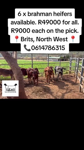 6 Brahman Heifers for Sale in Brits