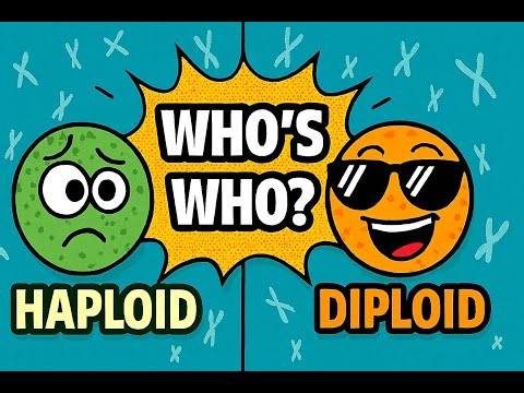 Document 2 Diploid Vs Haploid | Everything you need to know about karyotype!