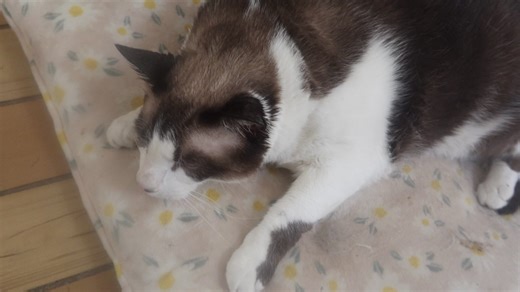 Neo is a beautiful three year old neutered male snowshoe kitty. He is good with children. he is litter box trained he is up for adoption at the TLC animal shelter, Homer Glen IL. It would be wonderful if he could be adopted with Missy. He is very sweet and playful. | Tender Loving Care Animal Shelter