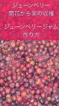 【ジュンベリー】開花、実の収穫‼️ジャンベリージャムの作り方と試食🫐 [Julyberry] Flowering and fruit harvesting!! ️