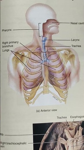 structure of the Organs of #Respiratory #system