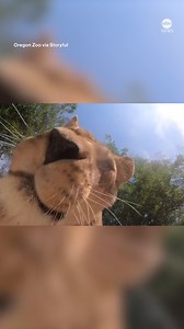 3.1M views · 56K reactions | A hidden camera didn't stay that way for too long in the lion habitat at Oregon Zoo in Portland. https://abcnews.visitlink.me/ke2uvP | ABC News | Facebook