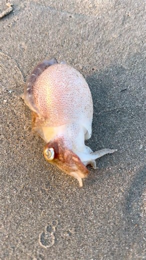 A simple act of kindness - Rescuing little cuttlefish from the shore🥹