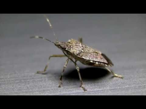 Brown Marmorated Stink Bug
