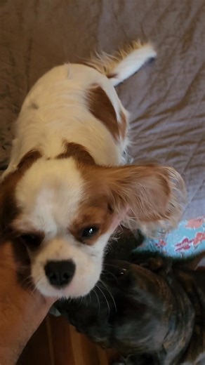 Cute old cat meow aka tripod. Enjoying a new place to chill. #cat #cute | Paws Claws And Mayhem | Facebook