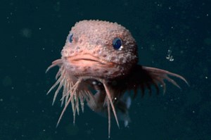 Meet the bumpy snailfish, one of 3 new deep-sea species discovered