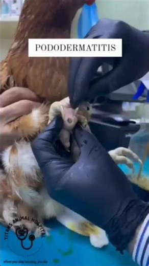 Pododermatitis #animals #poultryfarming #youtubeshorts #pododermatitis #animalshorts