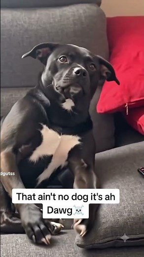 Don't grab me! If you grab me,ion think he playin.Search . if you grab a bite you original #dog