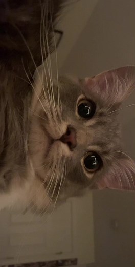 Dingus and Lana Cat Memes Compilation