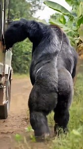 92K views · 998 reactions | Gorilla Rescue Safari Bus From Disaster #rescue #animals #wildlife | PawDefender | Facebook