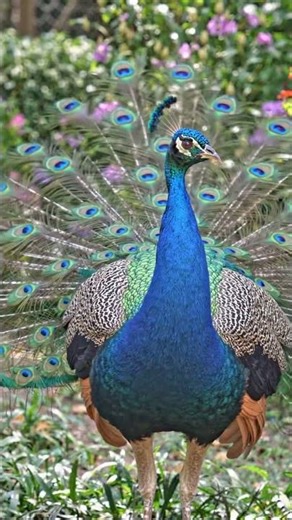 Peacock AI Add Round 111