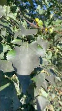 Discovering Resilient Parking Lot Trees: White Pine, Little Leaf Linden, and More!