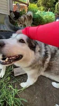 Malamute Cries For Help : Sojou's Rescue Story #alaskanmalamutes #malamutelovers #adogslife
