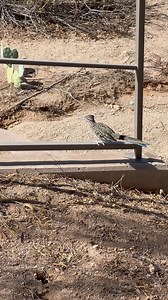 Meep Meep! I found this inquisitive Roadrunner hunting next to my home. They have crazy-cool “Zygodactyl” feet with two toes pointing forward and two double-jointed toes pointing backward. The Roadrunners’ feet leave X-shaped footprints as they run up to 26 mph. This is the fastest of any bird that can also fly! Native American cultures honor Roadrunners and consider the birds to be good luck. Ancient Puebloan peoples scratched X’s on the ground to look like the birds’ tracks around dead bodies.