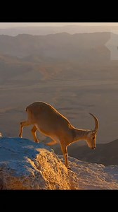 The Nubian Ibex | Nature Enthusiasts Gather Here | Facebook