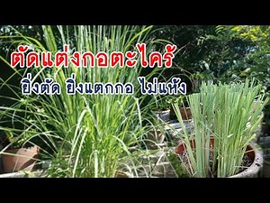 Trimming lemongrass clumps to prevent them from growing in clumps and drying out is the best way ...