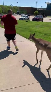 1M views · 10K reactions | NEW RUNNING PARTNER: This very athletic deer had no trouble keeping pace with a pair of joggers in Missouri. https://abcn.ws/3bv6AqZ | ABC News | Facebook